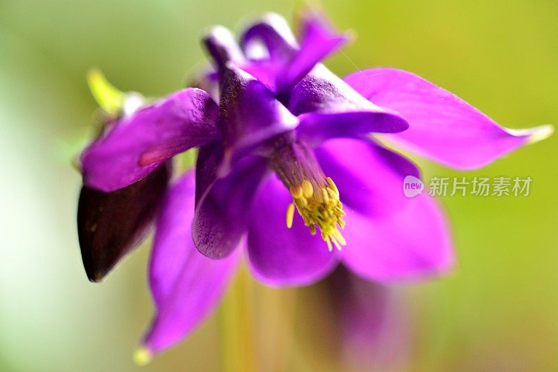 水仙花/耧斗菜花